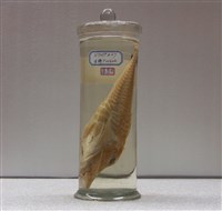 藏品(鬚黃魴鮄)的圖片